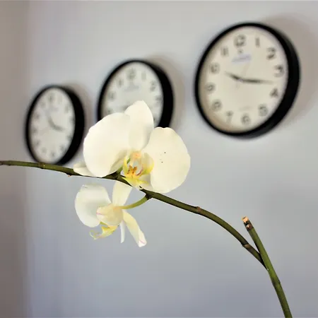 Modern Life Bodrum 3* موجلا